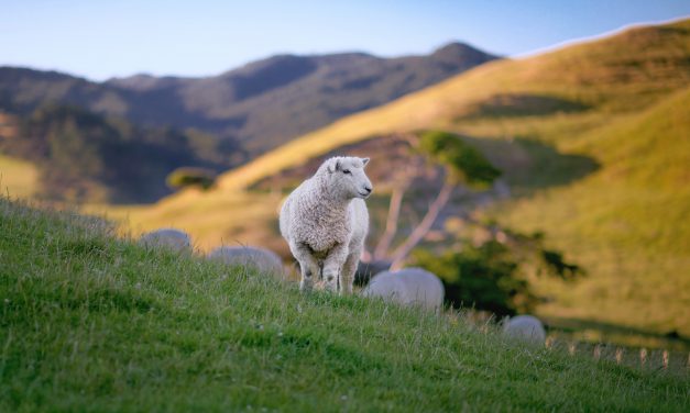 L’agneau : une délicatesse