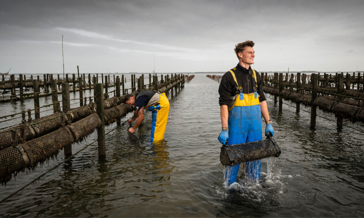Zeeuwse oesters: drie vierde is voor de export naar België