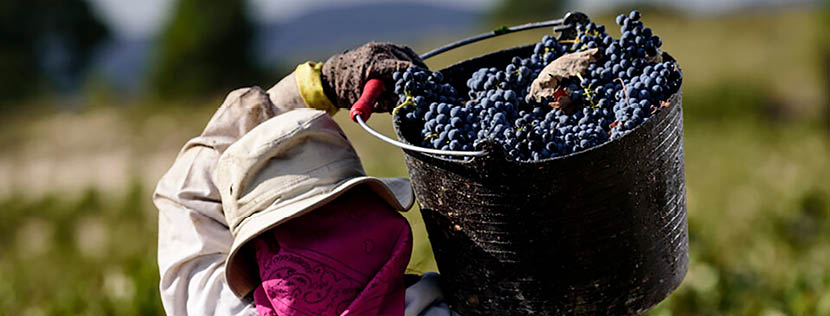 Jumilla: nog altijd een te miskende appellation