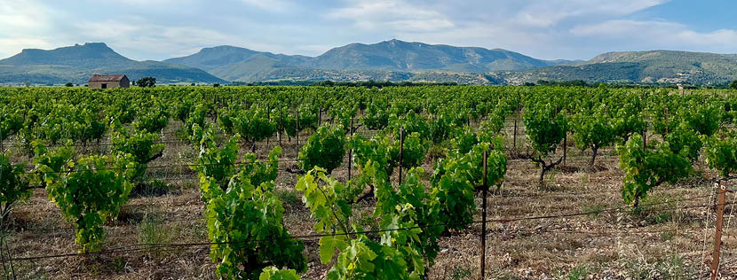 Terrasses du Larzac : dix ans d’appellation