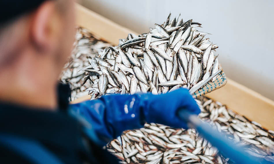 Les stocks de hareng et de maquereau en forte baisse dans l’Atlantique